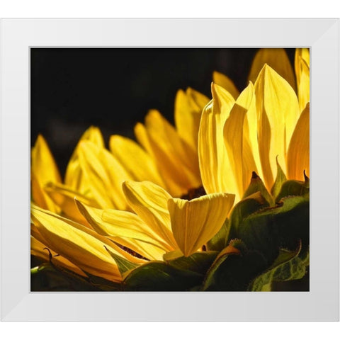 Sunlit Sunflowers IV White Modern Wood Framed Art Print by Burkhart, Monika