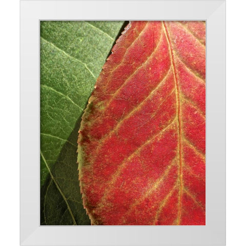 Fall Colors III White Modern Wood Framed Art Print by Burkhart, Monika