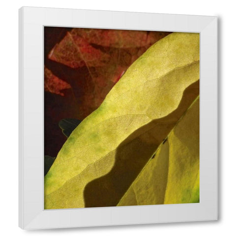 Fall Colors IV White Modern Wood Framed Art Print by Burkhart, Monika