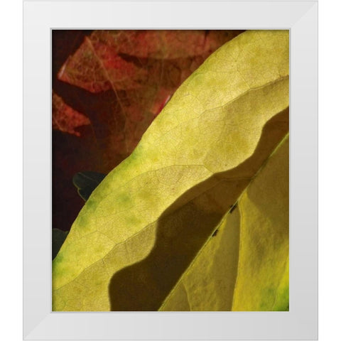 Fall Colors IV White Modern Wood Framed Art Print by Burkhart, Monika