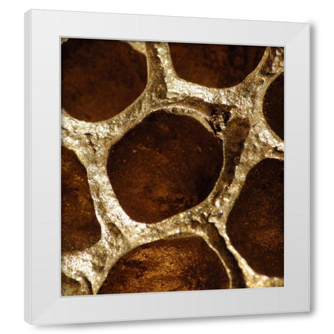 Lotus Pods I White Modern Wood Framed Art Print by Burkhart, Monika