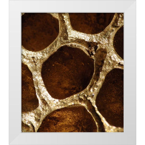 Lotus Pods I White Modern Wood Framed Art Print by Burkhart, Monika