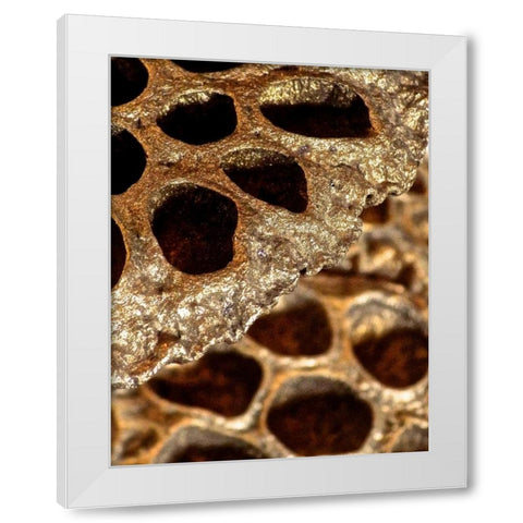 Lotus Pods II White Modern Wood Framed Art Print by Burkhart, Monika