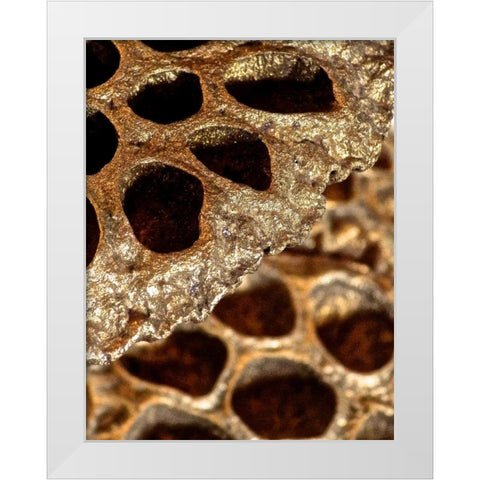 Lotus Pods II White Modern Wood Framed Art Print by Burkhart, Monika