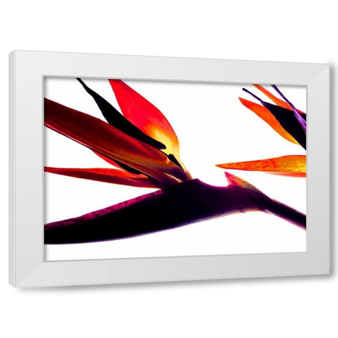 Bird of Paradise I White Modern Wood Framed Art Print by Burkhart, Monika
