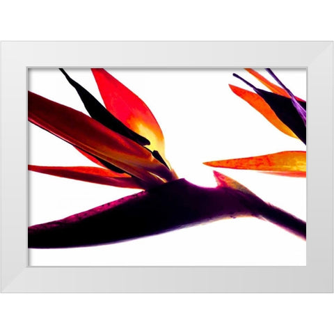 Bird of Paradise I White Modern Wood Framed Art Print by Burkhart, Monika