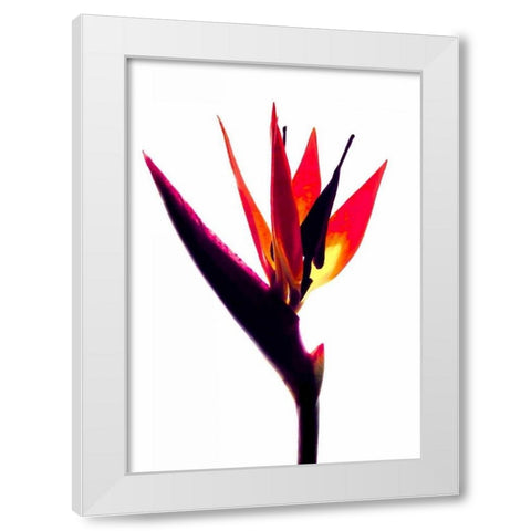 Bird of Paradise III White Modern Wood Framed Art Print by Burkhart, Monika