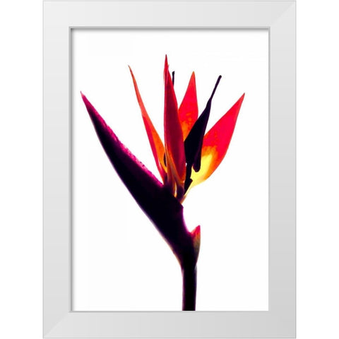 Bird of Paradise III White Modern Wood Framed Art Print by Burkhart, Monika