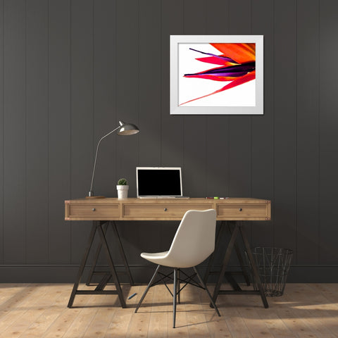 Bird of Paradise V White Modern Wood Framed Art Print by Burkhart, Monika