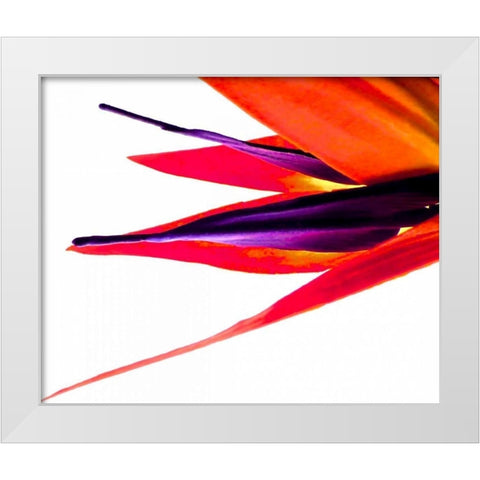 Bird of Paradise V White Modern Wood Framed Art Print by Burkhart, Monika