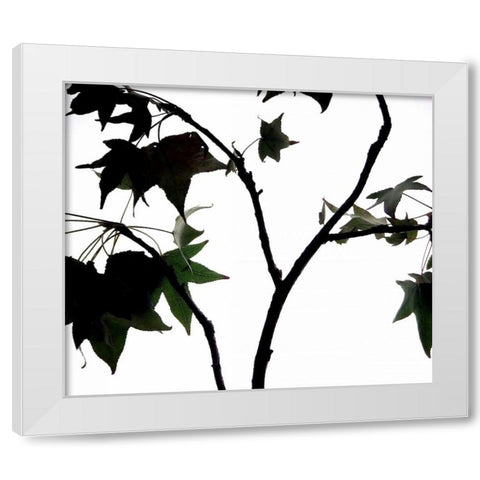Maple Branch II White Modern Wood Framed Art Print by Burkhart, Monika