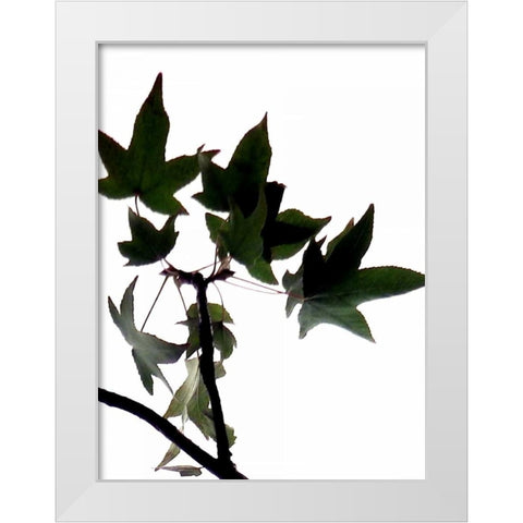 Maple Branch III White Modern Wood Framed Art Print by Burkhart, Monika
