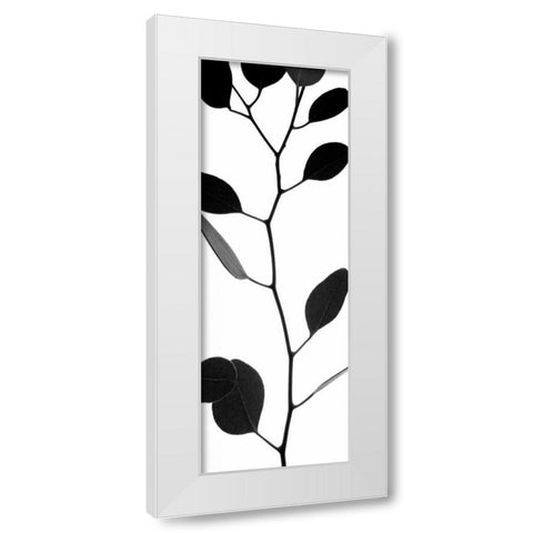 Lunaria Honesty I White Modern Wood Framed Art Print by Burkhart, Monika