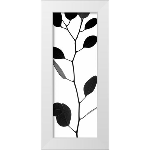 Lunaria Honesty I White Modern Wood Framed Art Print by Burkhart, Monika