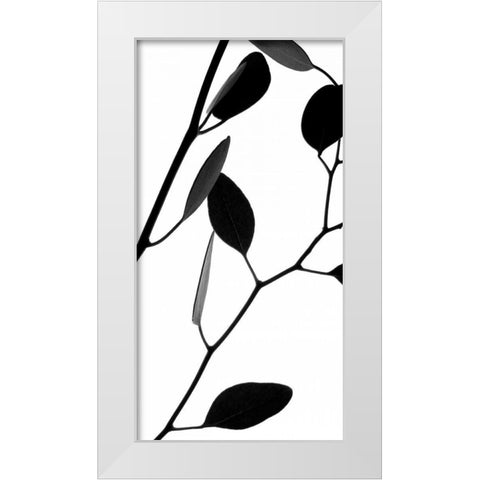 Lunaria Honesty II White Modern Wood Framed Art Print by Burkhart, Monika