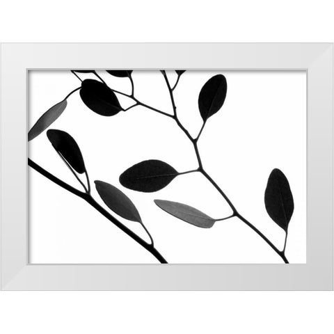 Lunaria Honesty IV White Modern Wood Framed Art Print by Burkhart, Monika