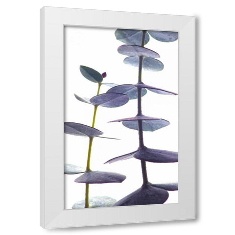 Eucalyptus II White Modern Wood Framed Art Print by Burkhart, Monika