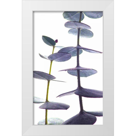 Eucalyptus II White Modern Wood Framed Art Print by Burkhart, Monika