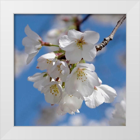 Apple Blossoms II White Modern Wood Framed Art Print by Burkhart, Monika