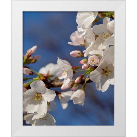 Apple Blossoms III White Modern Wood Framed Art Print by Burkhart, Monika