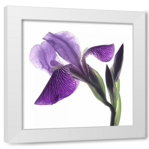 Purple Iris III White Modern Wood Framed Art Print by Burkhart, Monika