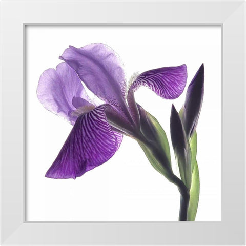 Purple Iris III White Modern Wood Framed Art Print by Burkhart, Monika