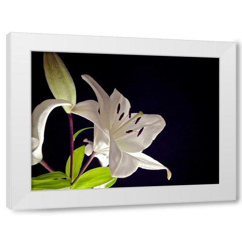 White Lilies I White Modern Wood Framed Art Print by Burkhart, Monika