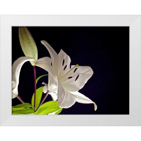 White Lilies I White Modern Wood Framed Art Print by Burkhart, Monika