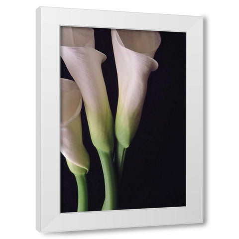 White Callas I White Modern Wood Framed Art Print by Burkhart, Monika