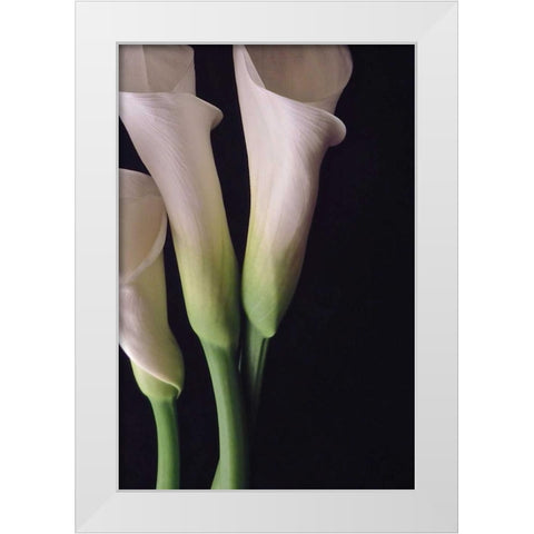 White Callas I White Modern Wood Framed Art Print by Burkhart, Monika
