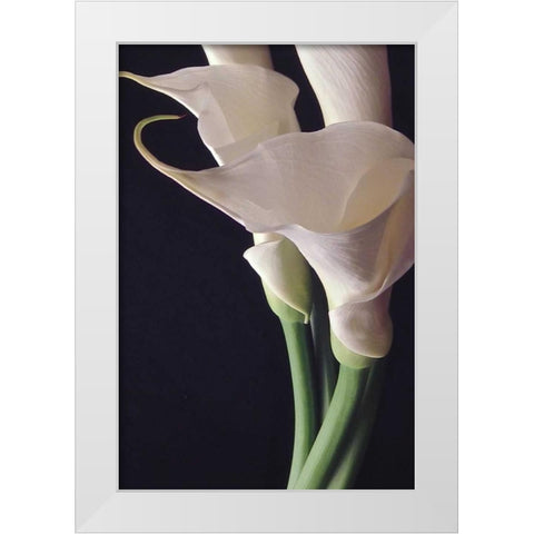 White Callas II White Modern Wood Framed Art Print by Burkhart, Monika