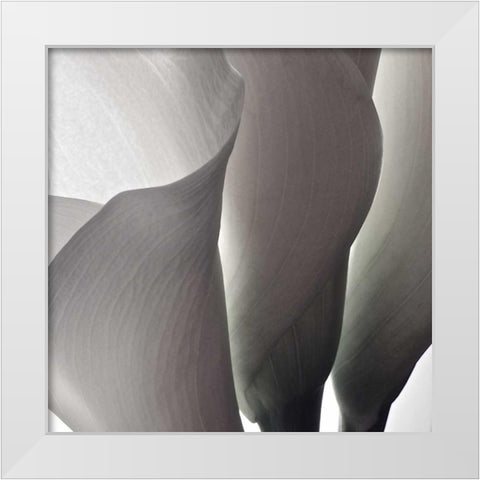 White Callas III White Modern Wood Framed Art Print by Burkhart, Monika