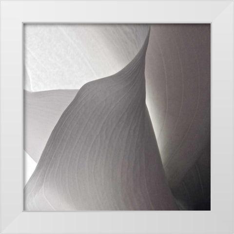 White Callas IV White Modern Wood Framed Art Print by Burkhart, Monika