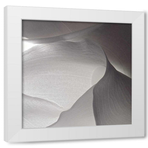 White Callas V White Modern Wood Framed Art Print by Burkhart, Monika