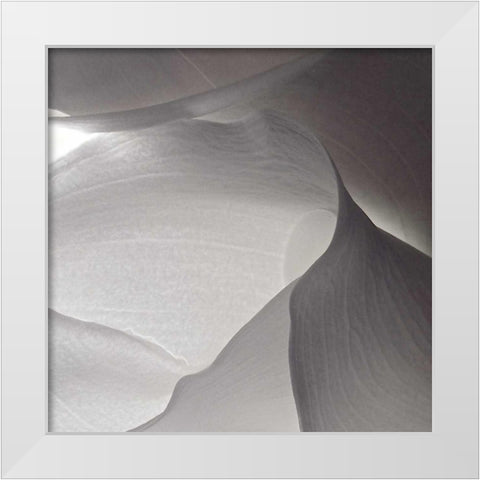 White Callas V White Modern Wood Framed Art Print by Burkhart, Monika