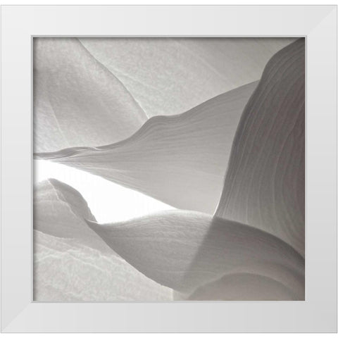 White Callas VI White Modern Wood Framed Art Print by Burkhart, Monika