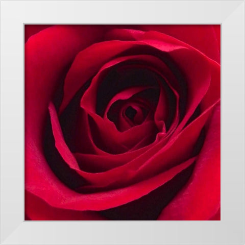 Red Rose I White Modern Wood Framed Art Print by Burkhart, Monika