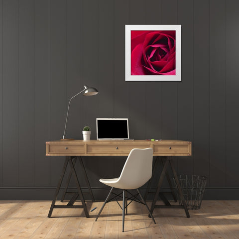Red Rose II White Modern Wood Framed Art Print by Burkhart, Monika