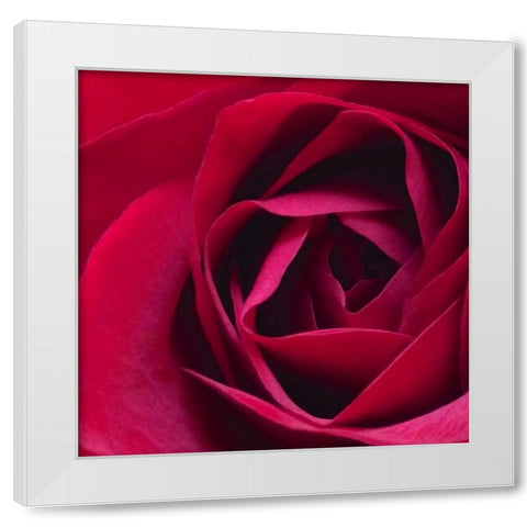 Red Rose II White Modern Wood Framed Art Print by Burkhart, Monika