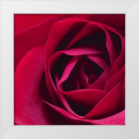 Red Rose II White Modern Wood Framed Art Print by Burkhart, Monika