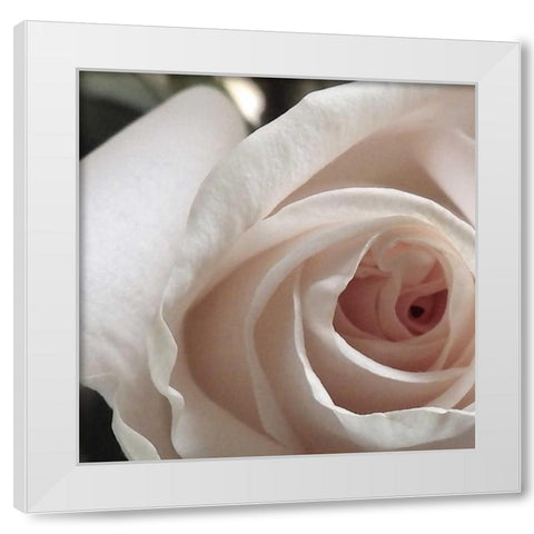 White Rose I White Modern Wood Framed Art Print by Burkhart, Monika