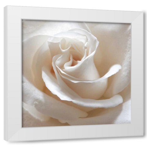 White Rose II White Modern Wood Framed Art Print by Burkhart, Monika
