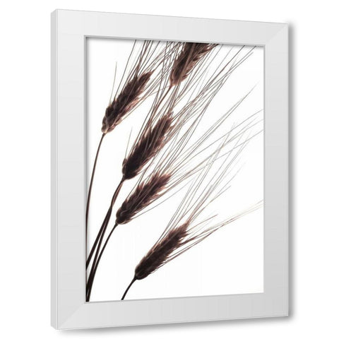 Wheat I White Modern Wood Framed Art Print by Burkhart, Monika