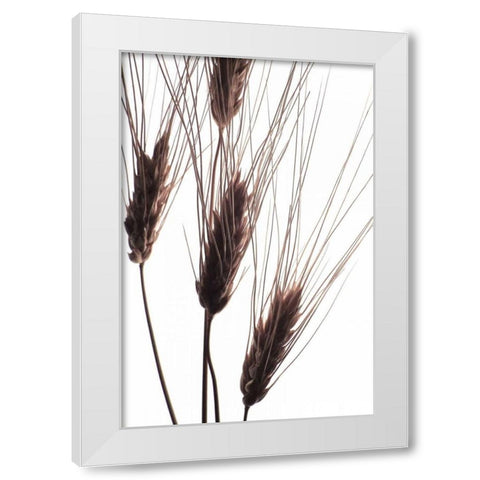 Wheat II White Modern Wood Framed Art Print by Burkhart, Monika