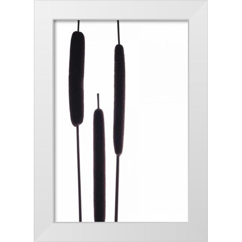 Cat Tails I White Modern Wood Framed Art Print by Burkhart, Monika