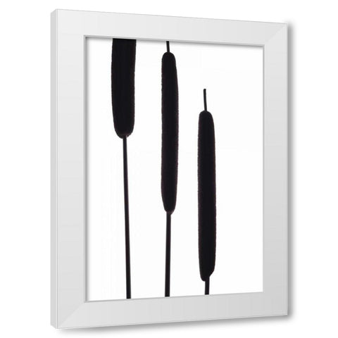 Cat Tails II White Modern Wood Framed Art Print by Burkhart, Monika