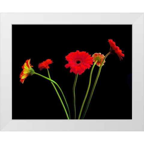Crazy Daisies I White Modern Wood Framed Art Print by Burkhart, Monika