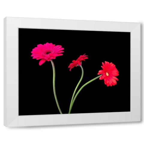 Crazy Daisies II White Modern Wood Framed Art Print by Burkhart, Monika