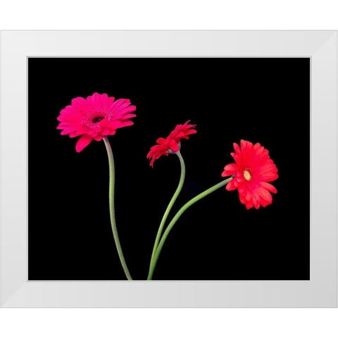 Crazy Daisies II White Modern Wood Framed Art Print by Burkhart, Monika