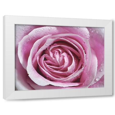 Raindrops and Roses II White Modern Wood Framed Art Print by Burkhart, Monika